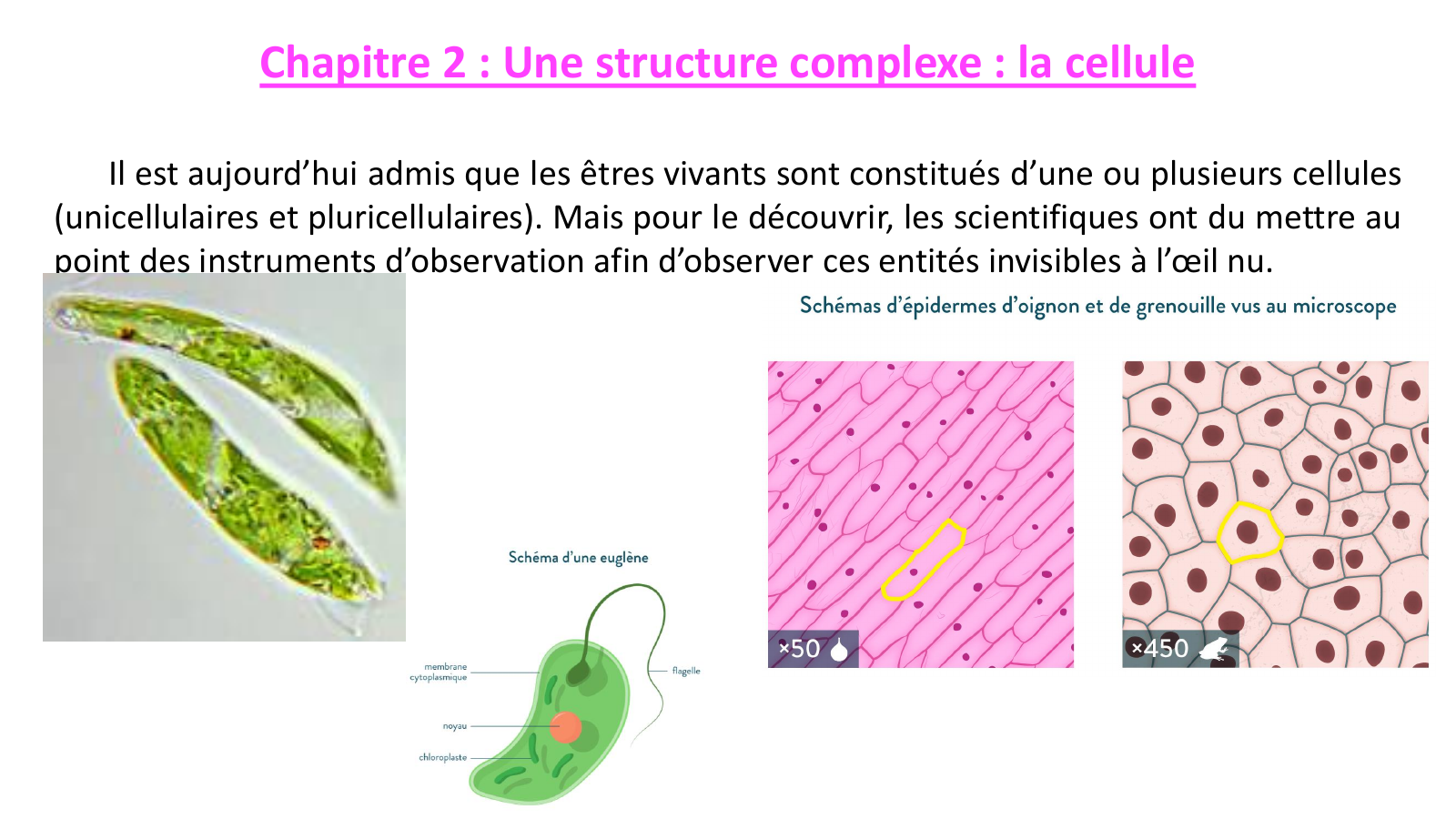Prévisualisation du document 1ère ES - Diaporama - Thème 1 - Chapitre 2 : Une structure complexe : la cellule