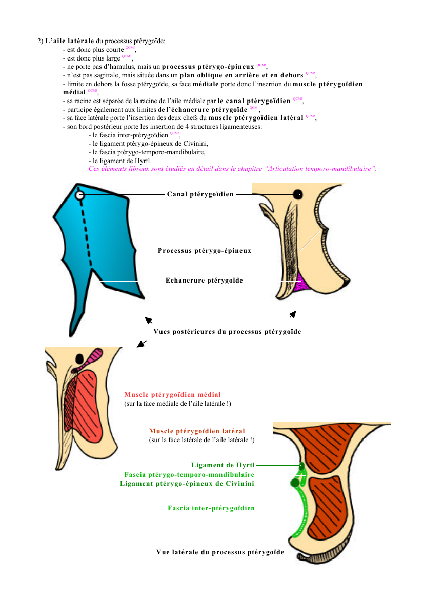 Prévisualisation du document 2) L 'aile latérale du processus ptérygoïde:- est donc plus courte QCM!