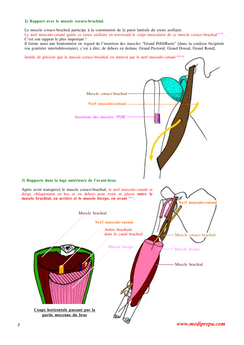 Prévisualisation du document 2) Rapport avec le muscle coraco-brachial.