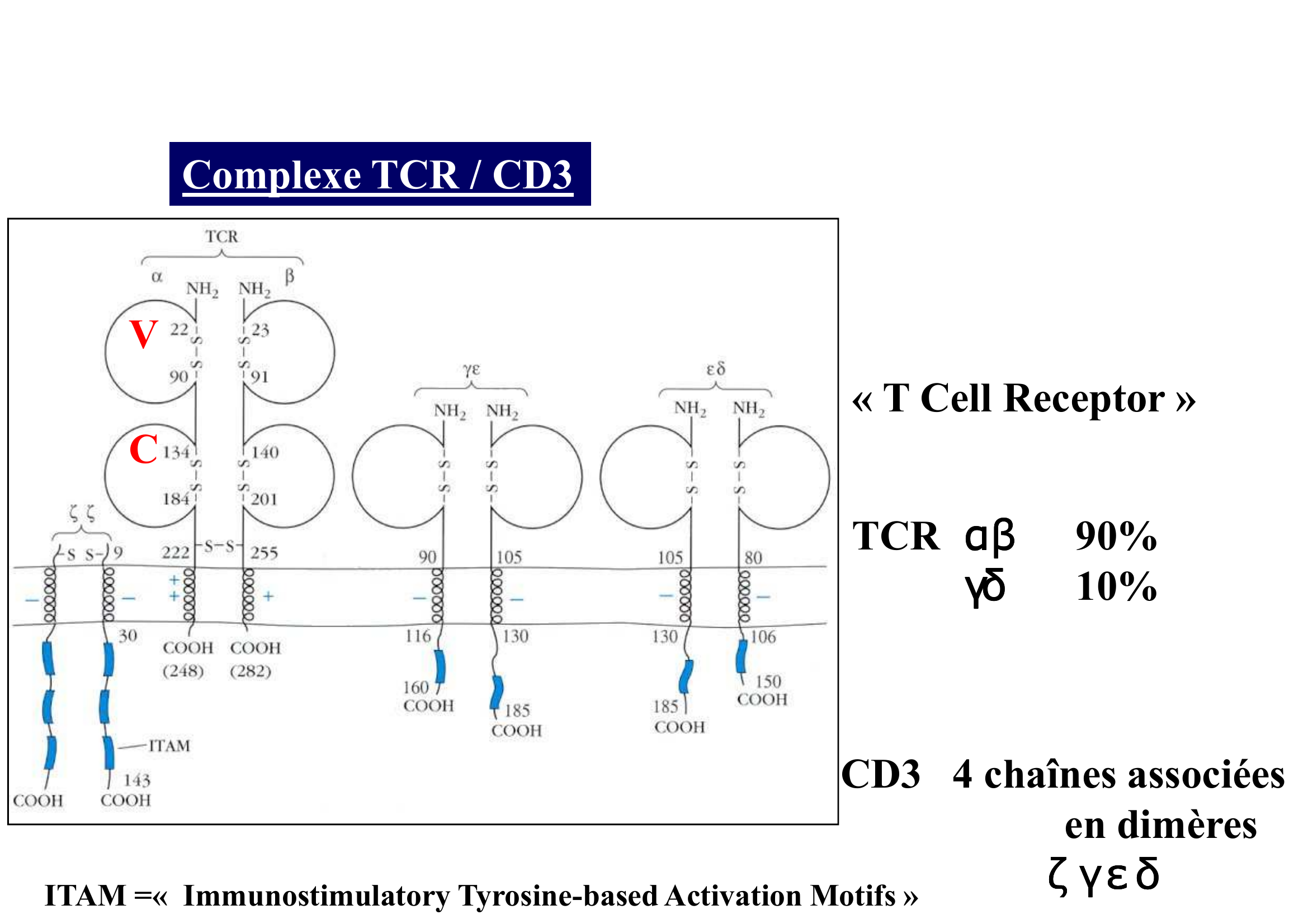 Prévisualisation du document 2ème Année de Pharmacie
Année 2011- 2012
FCB

Le Lymphocyte T
ILLUSTRATIONS

Complexe TCR /