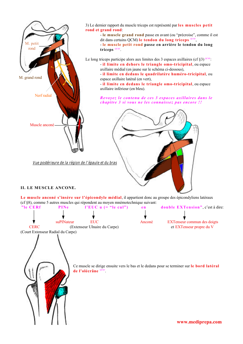 Prévisualisation du document 3) Le dernier rapport du muscle triceps est représenté par l es muscles petitrond et grand rond :- l e muscle grand rond passe en avant (ou "précroise", comme il estdit dans certains QCM) l e tendon du long triceps QCM!