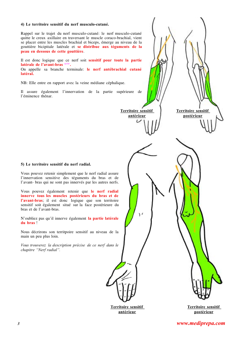 Prévisualisation du document 4) Le territoire sensitif du nerf musculo-cutané.