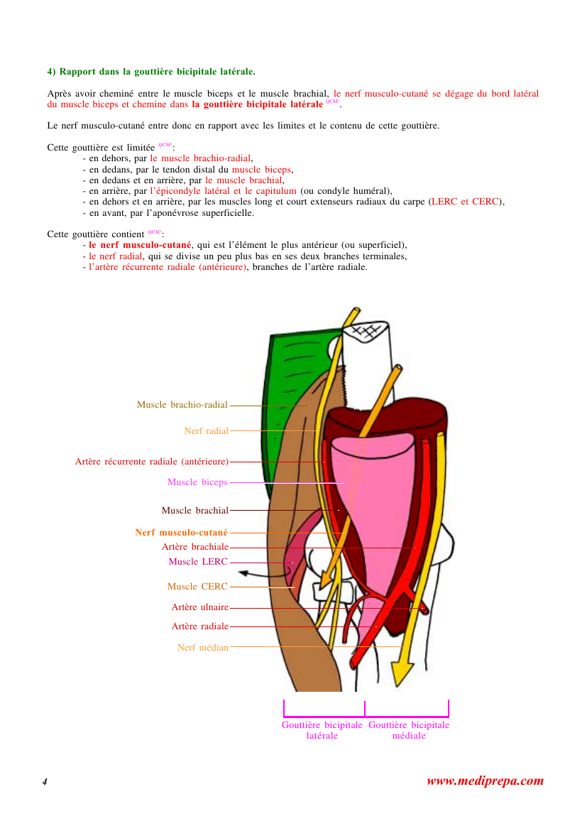 Prévisualisation du document 4) Rapport dans la gouttière bicipitale latérale.