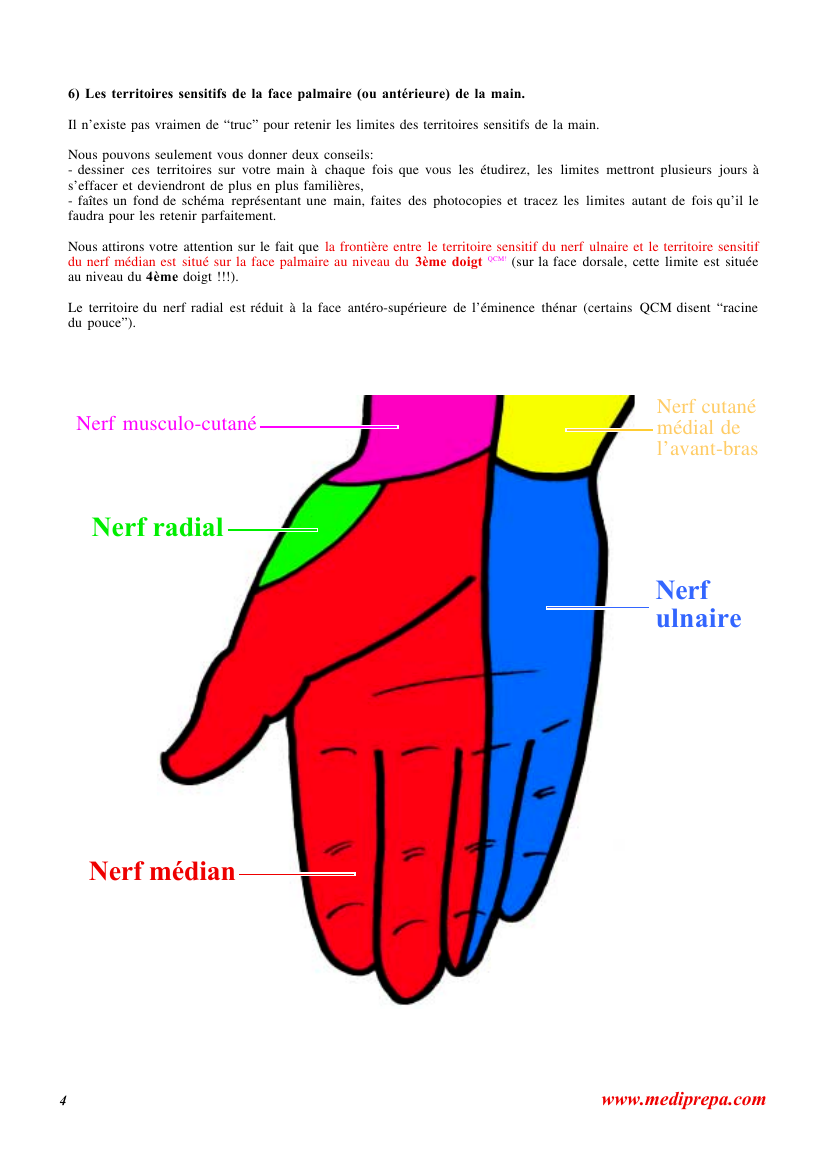 Prévisualisation du document 6) Les territoires sensitifs de la face palmaire (ou antérieure) de la main.