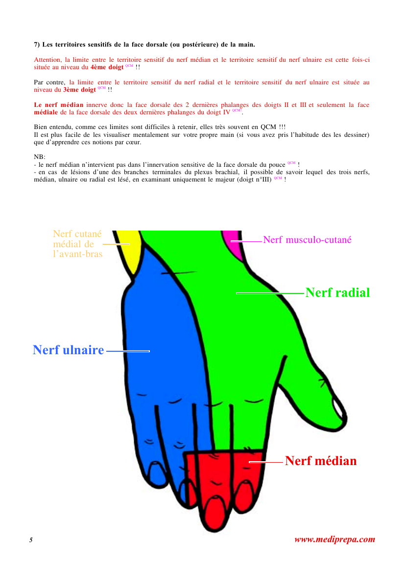 Prévisualisation du document 7) Les territoires sensitifs de la face dorsale (ou postérieure) de la main.