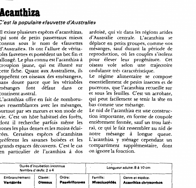 Prévisualisation du document Acanthizas:Il est la populaire «fauvette d'Australie».