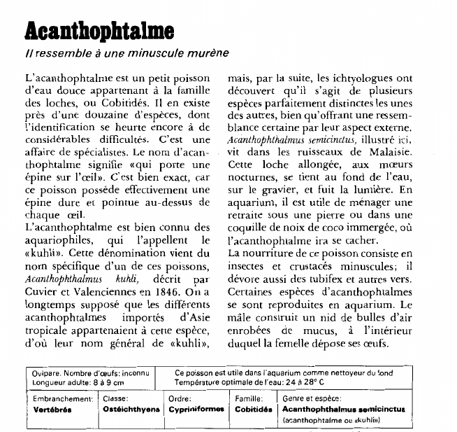 Prévisualisation du document Acanthophtalme:Il ressemble à une minuscule murène.