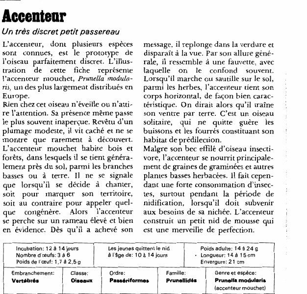 Prévisualisation du document Accenteur:Un très discret petit passereau.