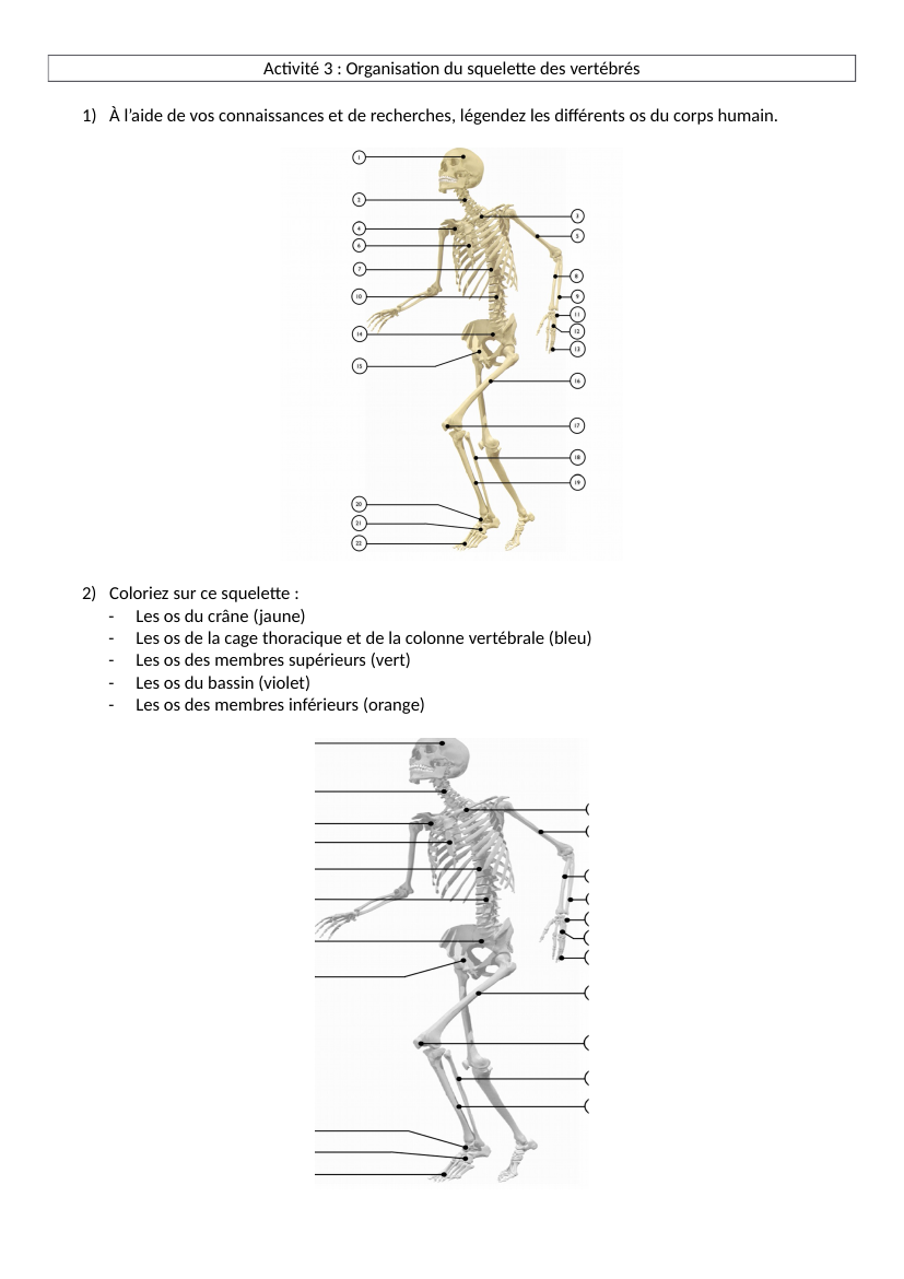 Prévisualisation du document Activité 3 : Organisation du squelette des vertébrésÀ l’aide de vos connaissances et de recherches, légendez les différents os du corps humain.
