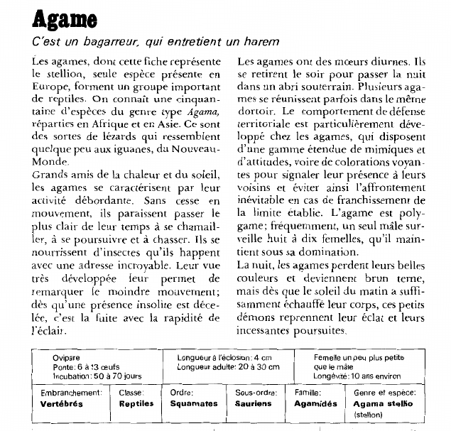 Prévisualisation du document Agame:C'est un bagarreur, qui entretient un harem.