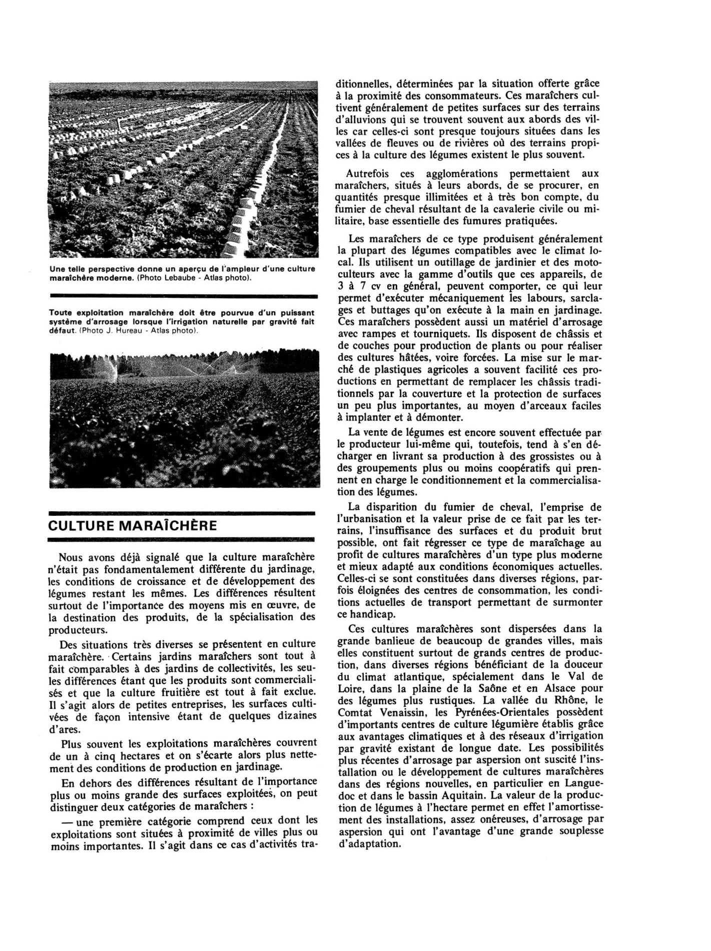 Prévisualisation du document AGRICULTURE : culture légumière culture potagère en jardinage culture maraîchère culture en plein champ