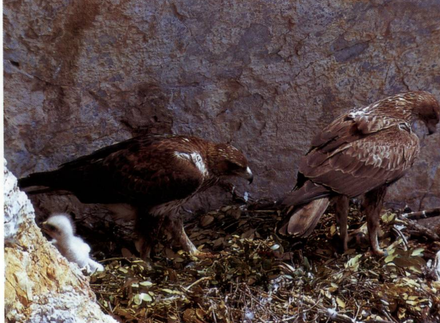 Prévisualisation du document AIGLE DE BONELLI