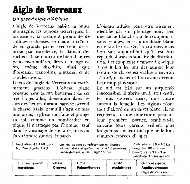 Prévisualisation du document Aigle de Verreaux:Un grand aigle d'Afrique.