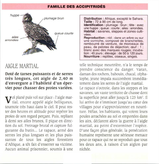 Prévisualisation du document AIGLE MARTIAL