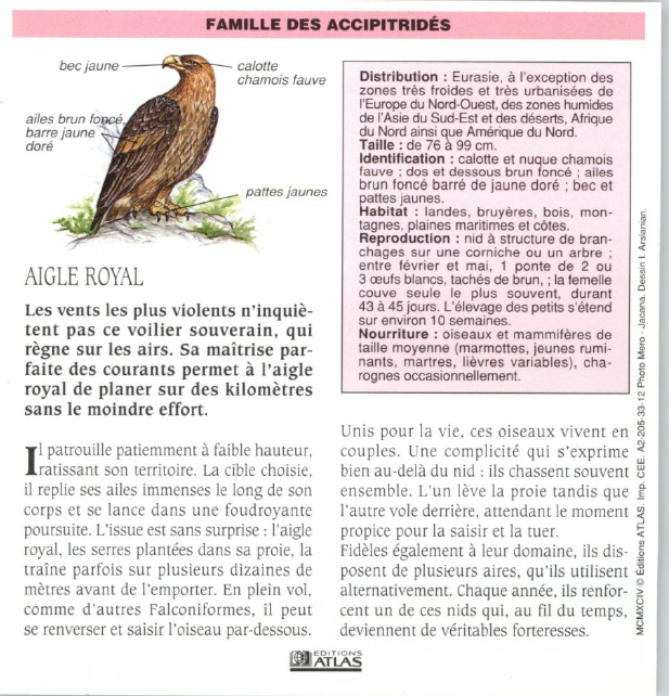 Prévisualisation du document AIGLE ROYAL