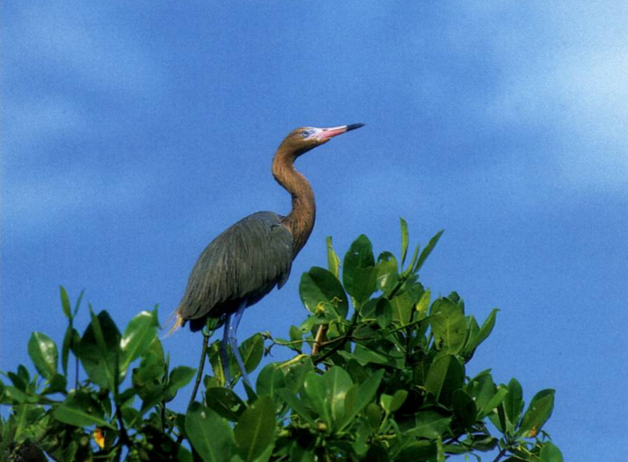 Prévisualisation du document AIGRETTE ROUSSÂTRE