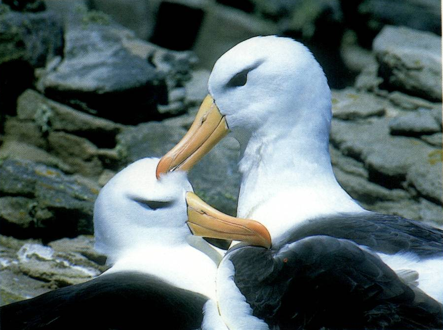 Prévisualisation du document ALBATROS A SOURCIL NOIR
