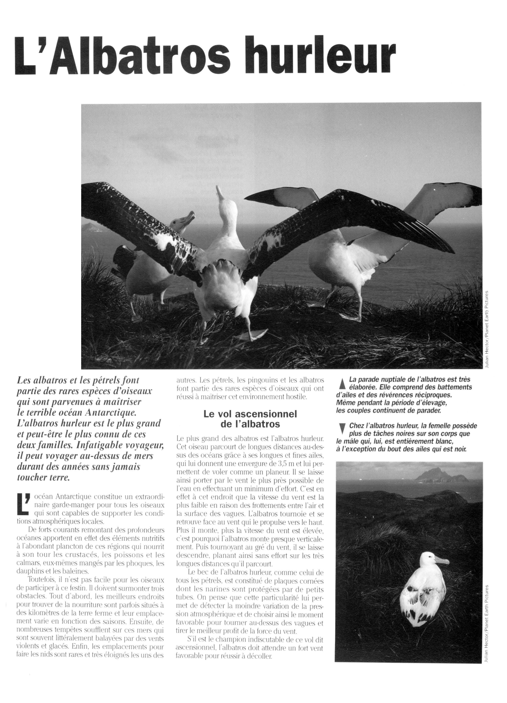 Prévisualisation du document Albatros