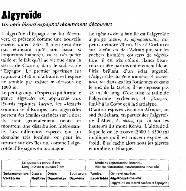 Prévisualisation du document Algyroïde:Un petit lézard espagnol récemment découvert.