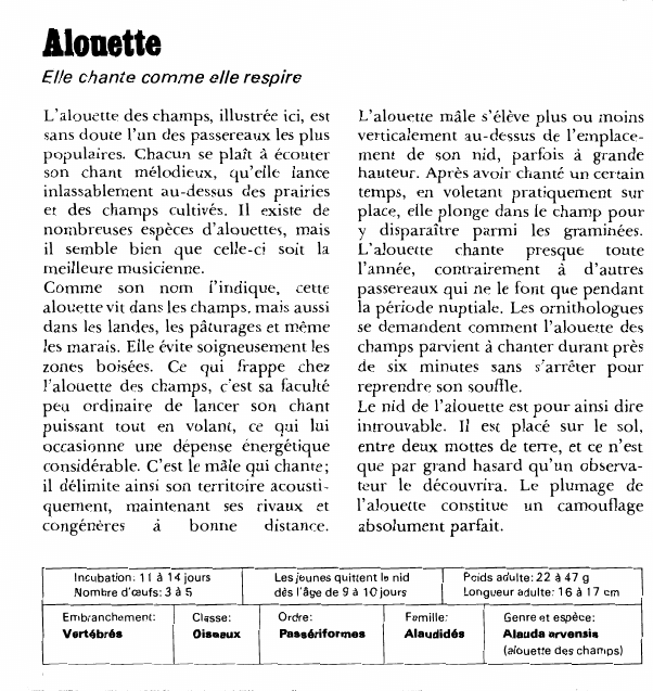 Prévisualisation du document AlouetteElle chante comme elle respireL'alouette des champs, illustrée ici, est sans doute l'un des passereaux les plus populaires.