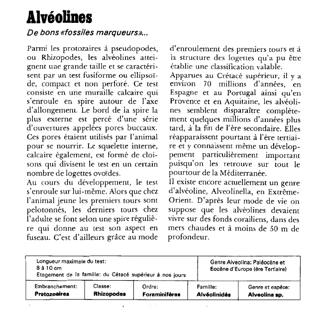 Prévisualisation du document Alvéolines:De bons «fossiles marqueurs».
