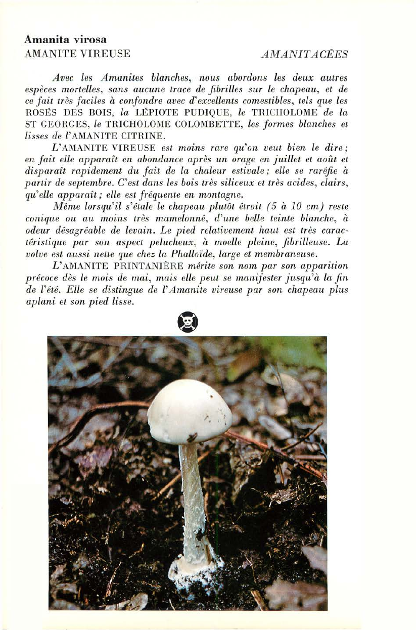 Prévisualisation du document AMANITE VIREUSE