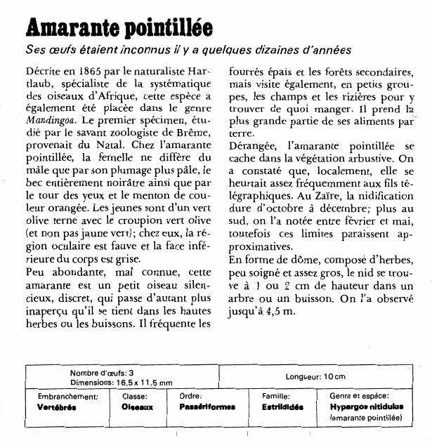 Prévisualisation du document Amarante pointillée:Ses oeufs étaient inconnus il y a quelques dizaines d'années.