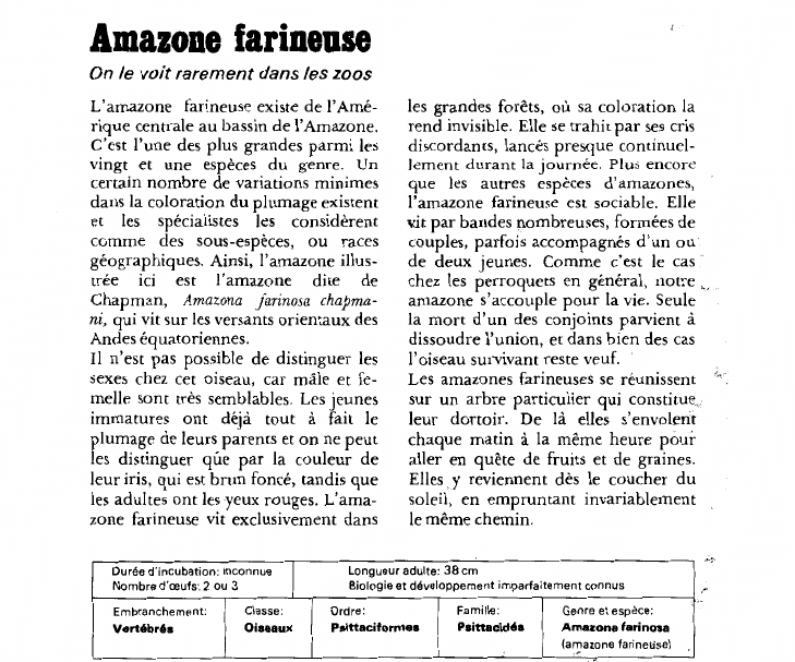 Prévisualisation du document Amazone farineuse:On le voit rarement dans les zoos.
