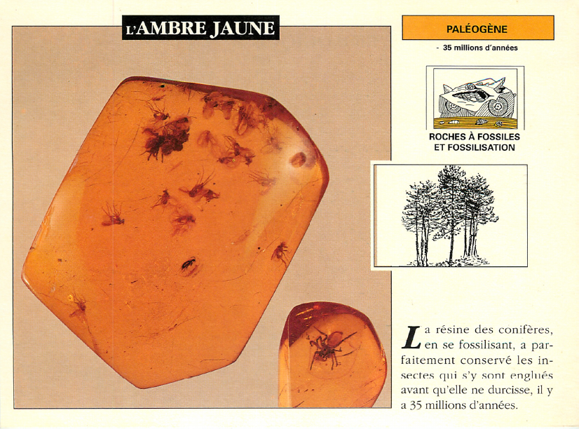 Prévisualisation du document AMBRE JAUNE