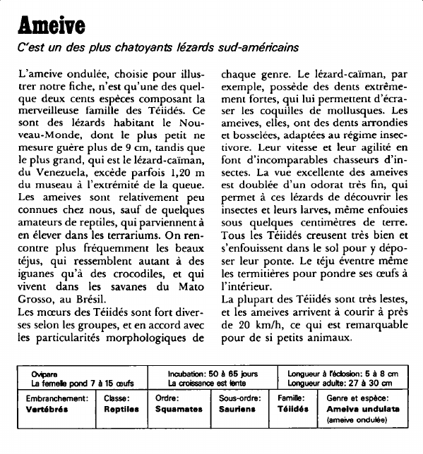 Prévisualisation du document Ameive:C'est un des plus chatoyants lézards sud-américains.