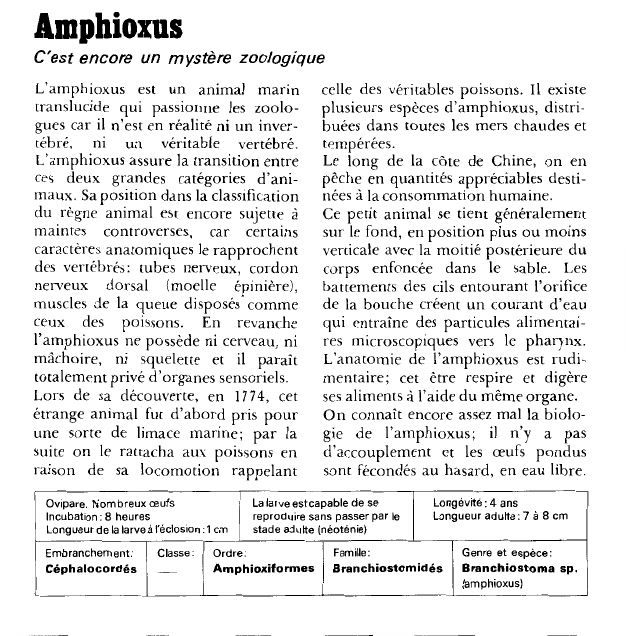 Prévisualisation du document Amphioxus:C'est encore un mystère zoologique.