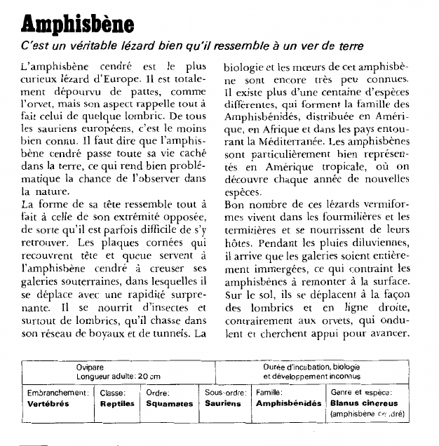 Prévisualisation du document Amphisbène:C'est un véritable lézard bien qu'il ressemble à un ver de terre.