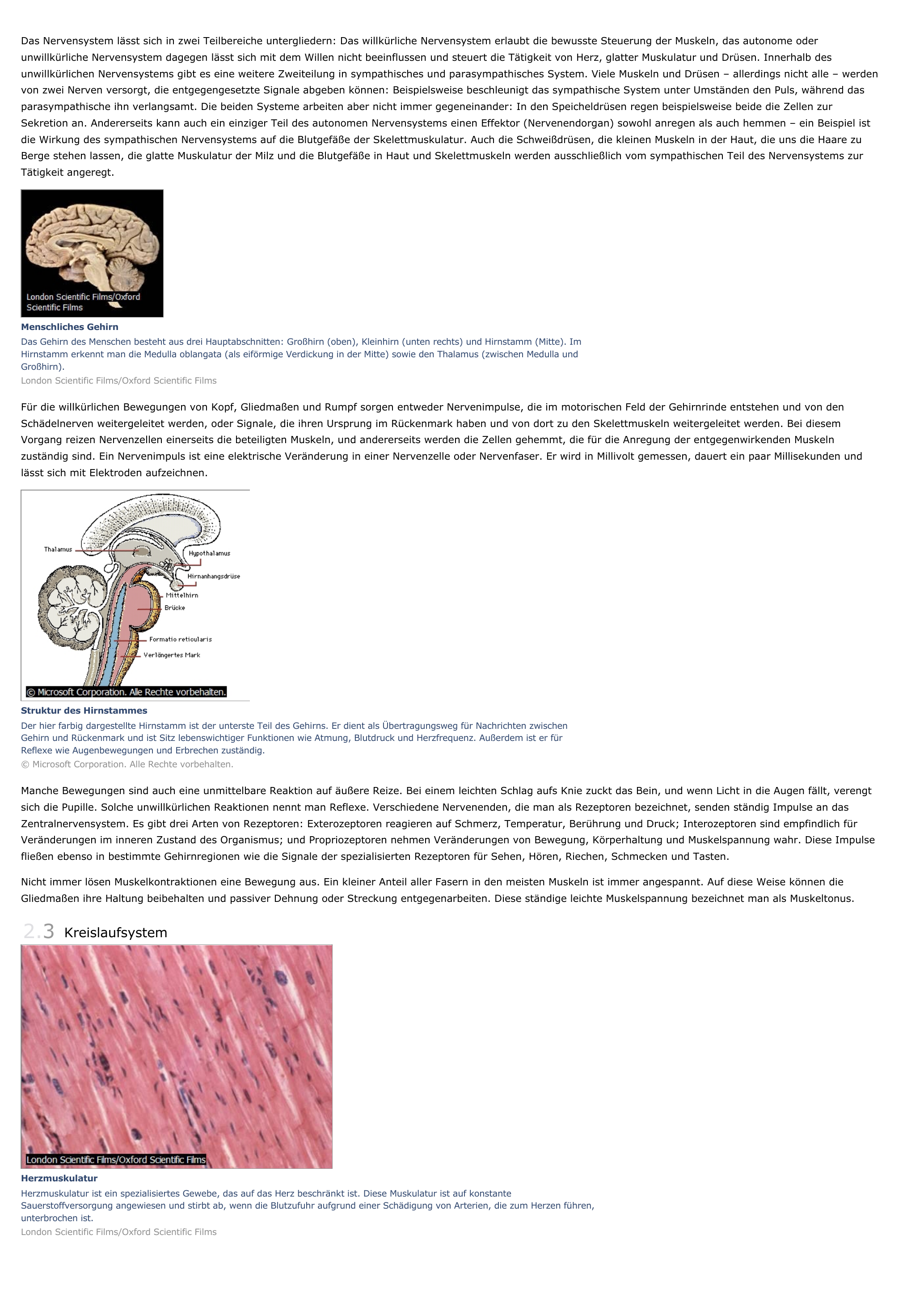Prévisualisation du document Anatomie - biologie.