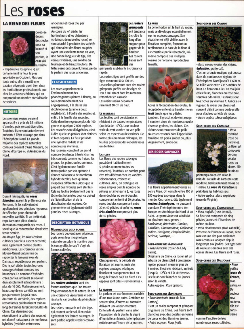 Prévisualisation du document anciennes et roses thé, par
Les rosiers
exemple).
grimptlnts
Au cours du 'ff siècle, les
ont tendance
horticulteurs et les...