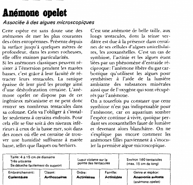 Prévisualisation du document Anémone opelet:Associée à des algues microscopiques.