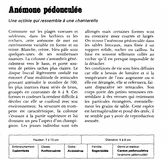 Prévisualisation du document Anémone pédonculée:Une actinie qui ressemble à une chanterelle.