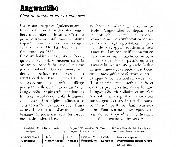 Prévisualisation du document Angwantibo:C'est un acrobate lent et nocturne.