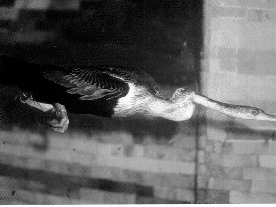 Prévisualisation du document ANHINGA