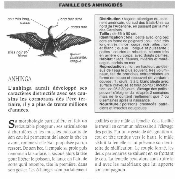 Prévisualisation du document ANHINGA