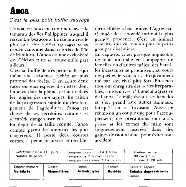 Prévisualisation du document Anoa:C'est le plus petit buffle sauvage.