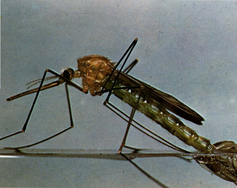 Prévisualisation du document Anophèle:
Le moustique responsable de la malaria.