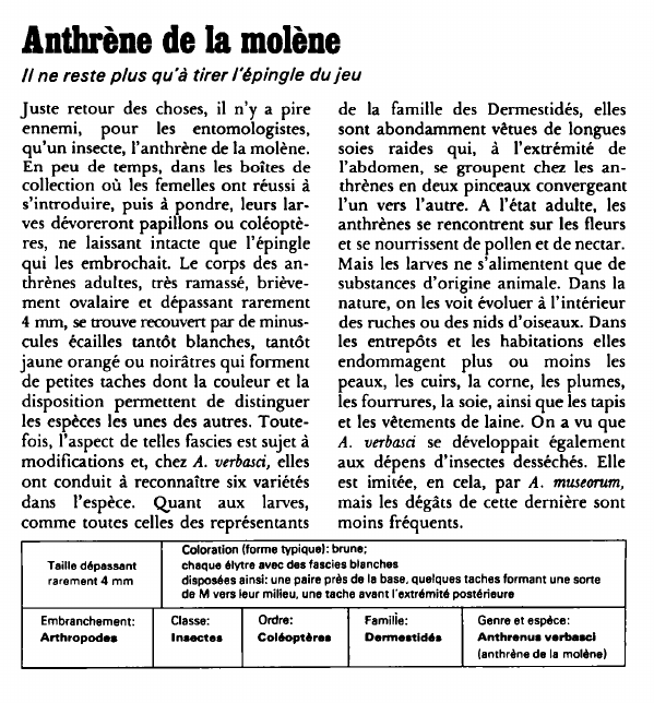 Prévisualisation du document Anthrène de la molène:Il ne reste plus qu'à tirer l'épingle du jeu.