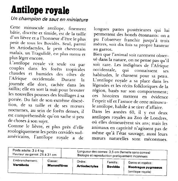 Prévisualisation du document Antilope royale:Un champion de saut en miniature.