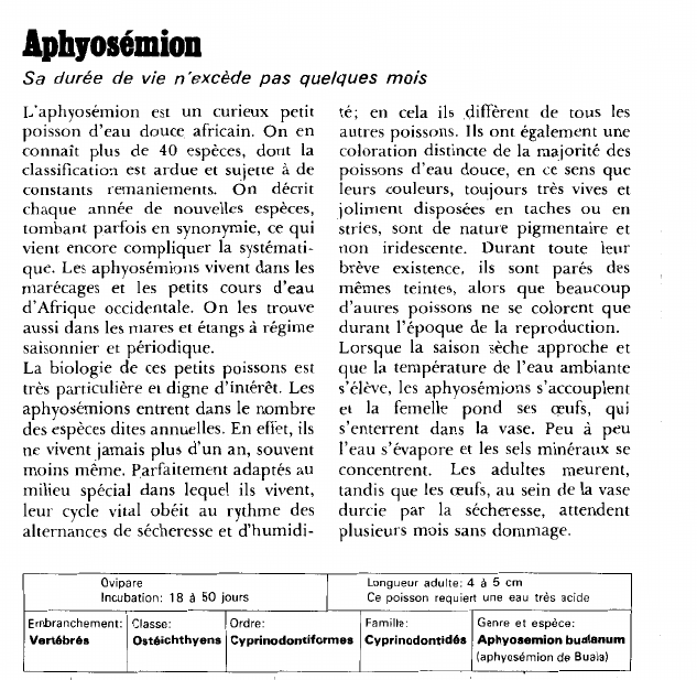 Prévisualisation du document AphyosémionSa durée de vie n'excède pas quelques mois.
