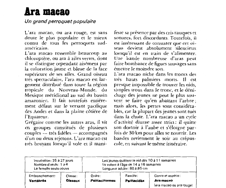 Prévisualisation du document Ara macao:Un grand perroquet populaire.