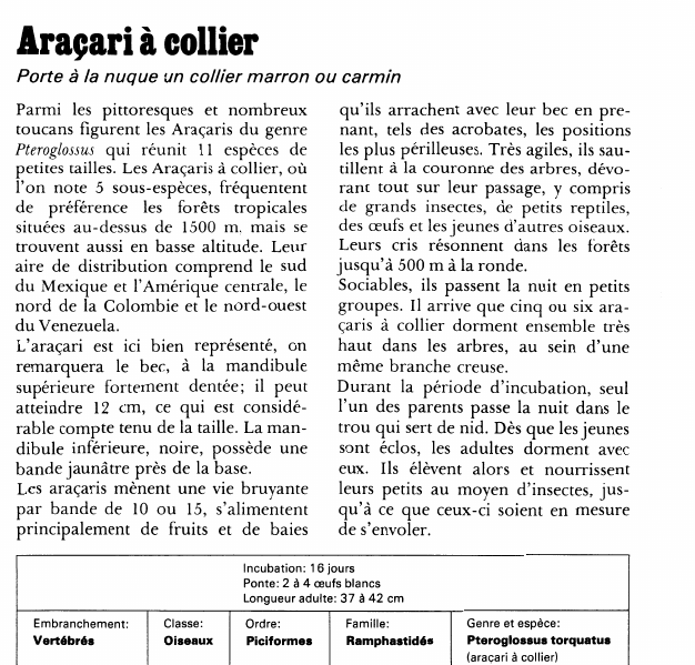 Prévisualisation du document Araçari à collier:Porte à la nuque un collier marron ou carmin.