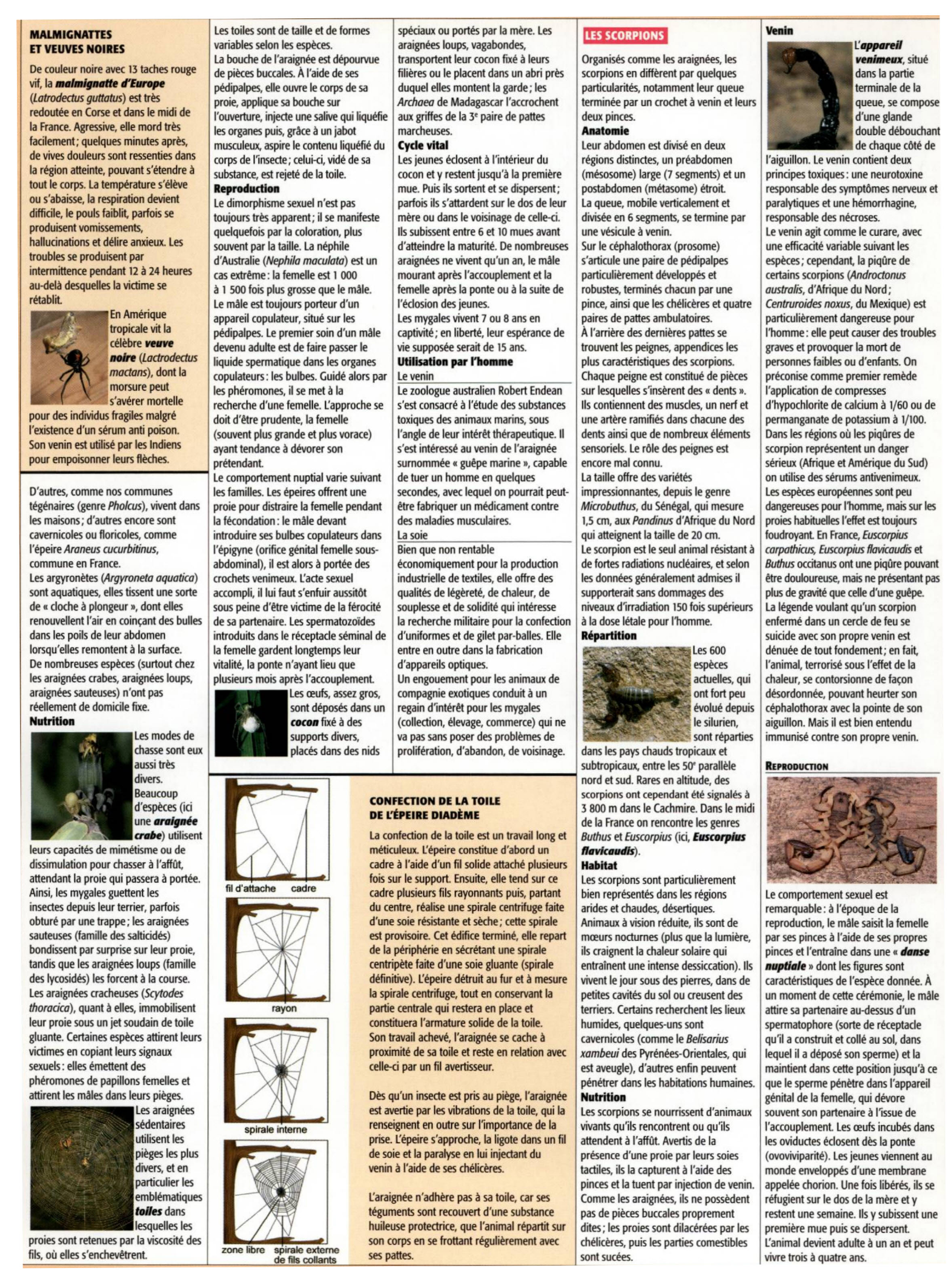 Prévisualisation du document Araignées et scorpions