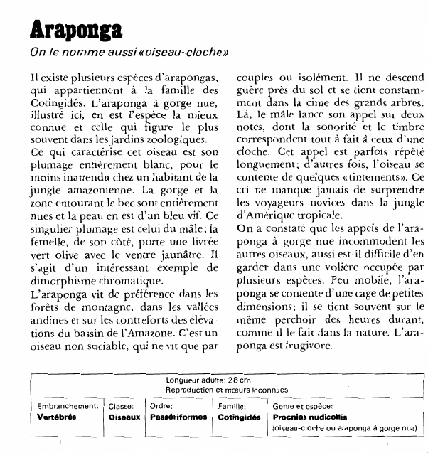 Prévisualisation du document ArapongaOn le nomme aussi «oiseau-cloche»Il existe plusieurs espèces d'arapongas, qui appartiennent à la famille des Cotingidés.