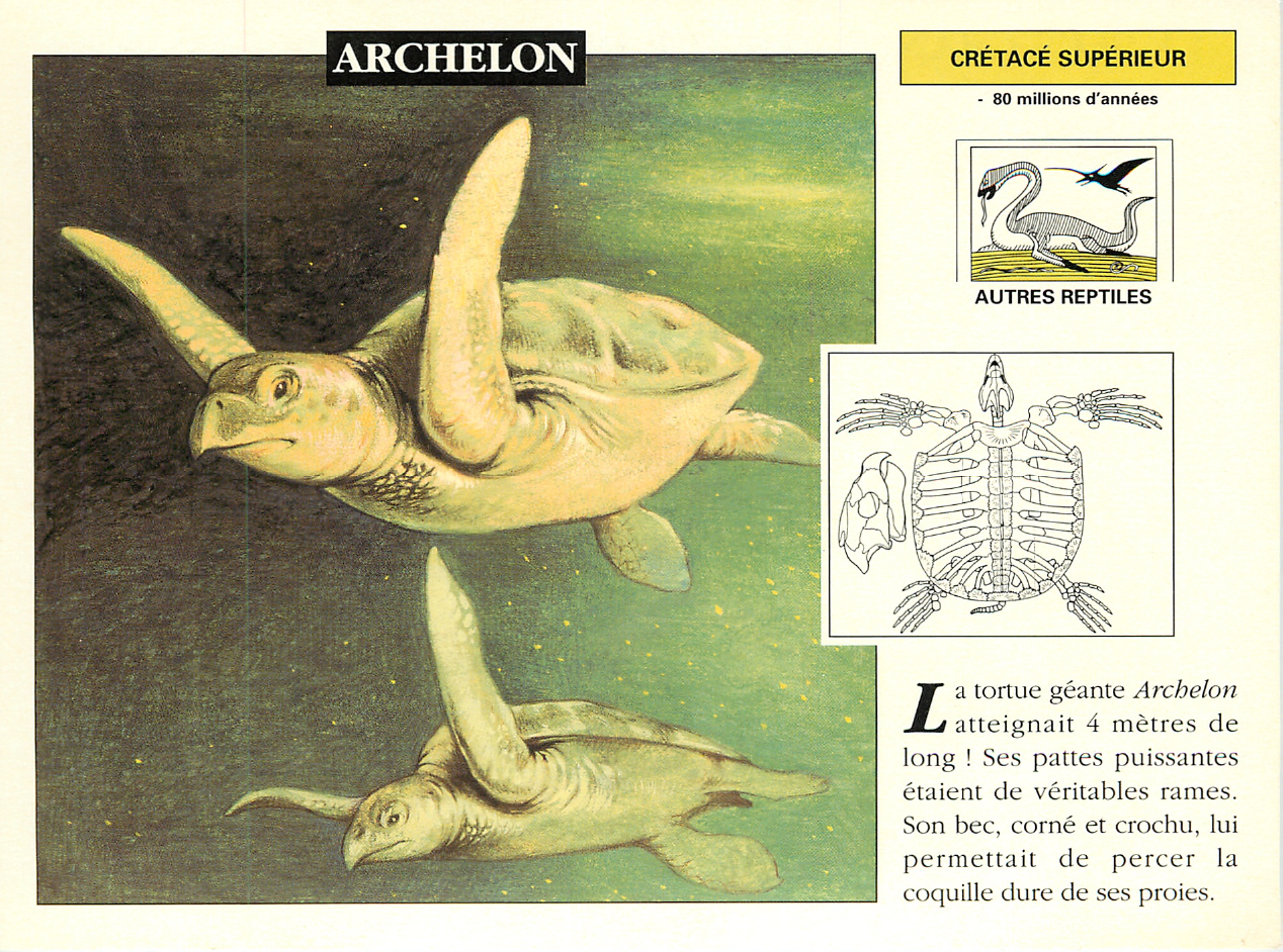 Prévisualisation du document ARCHELON