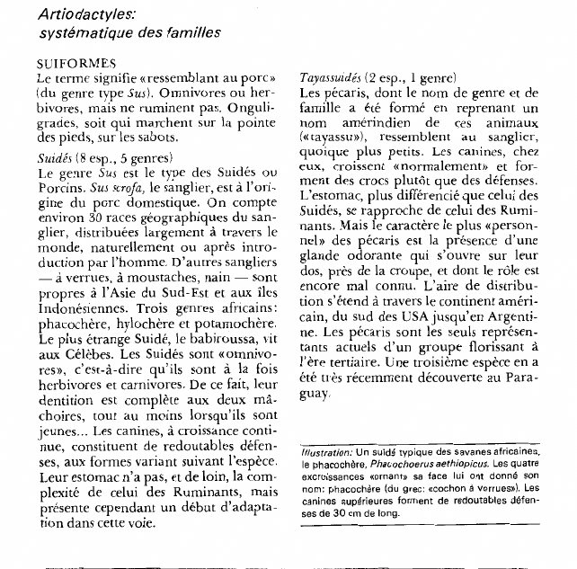 Prévisualisation du document Artiodactyles:systématique des famillesSUIFORMES.